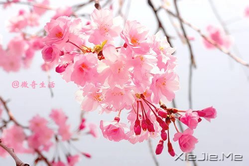 �����ǰ�������ǲʺ�ķ��� (7)