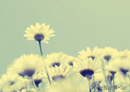 ��ν�Ҹ�������һЩ��֪������СƬ�� (4)