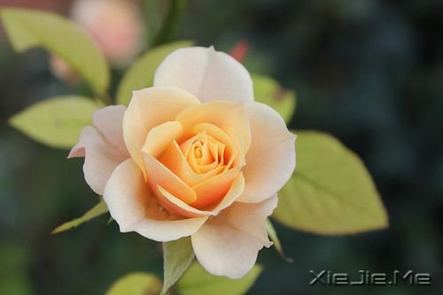 �簲����㿴����̫���ף�������ʧ�����µ����� (2)