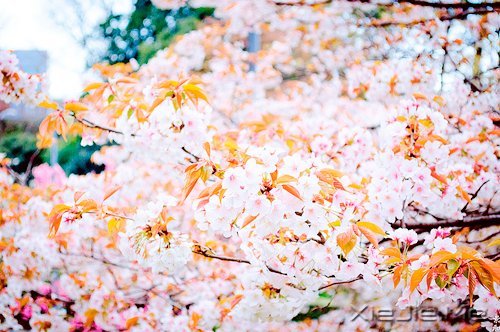 ���������ģ������ǻ� (9)