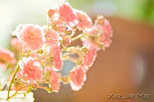 ��EQ��ʮ�ֱ���