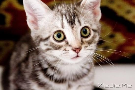 ����è���9�������Ӱ�Ƽ� (6)